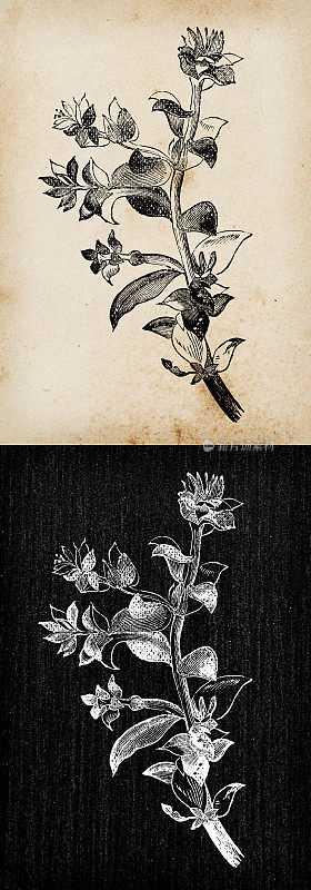 植物学植物仿古雕刻插画:Honckenya peploides(海沙草、海边沙植物)